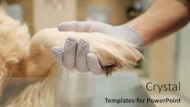 Presentation with vet - Audience pleasing theme consisting of close-up-of-the-vet backdrop and a coral colored foreground