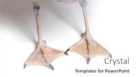  Presentation with webbed - Presentation theme consisting of close-up-of-the-webbed background and a  colored foreground