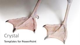  Presentation with webbed - Slide deck having close-up-of-the-webbed background and a  colored foreground