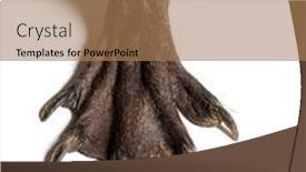  Presentation with webbed - PPT layouts consisting of close-up-of-the-webbed background and a coral colored foreground