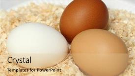  Presentation with bed - Cool new slide deck with close-up of three eggs one white one brown and one speckled sitting on a bed of wood chippings backdrop and a lemonade colored foreground
