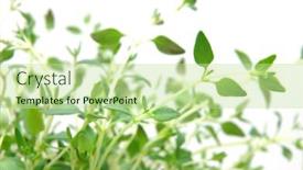  Presentation with thyme - Slide set enhanced with close up of thyme background and a mint green colored foreground