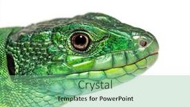  Presentation with head - Presentation theme with close-up-of-timon-pater background and a seafoam green colored foreground