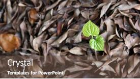  Presentation with bud - PPT theme consisting of close-up-of-tiny-bud background and a tawny brown colored foreground