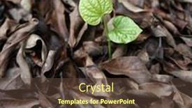  Presentation with bud - Presentation theme having close-up-of-tiny-bud background and a tawny brown colored foreground