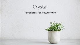  Presentation with pot succulent - Audience pleasing theme consisting of close-up-of-tiny-succulent backdrop and a white colored foreground