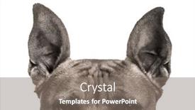  Presentation with american - Colorful slides enhanced with close-up-of-top-head backdrop and a gray colored foreground