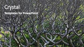  Presentation with drought - Beautiful theme featuring close up of tree branches without leaves die a horrible drought for backgorund backdrop and a dark gray colored foreground