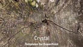  Presentation with cross - Slide set with close-up-of-tree-old background and a violet colored foreground