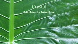  Presentation with colocasia - Audience pleasing presentation theme consisting of close up of tropical elephant ear leaf wild taro colocasia esculenta backdrop and a ocean colored foreground