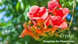  Presentation with trumpet - PPT theme having close-up-of-trumpet-vine background and a tawny brown colored foreground