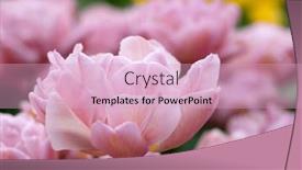  Presentation with colorful flower - Presentation enhanced with close-up-of-tulip-flower background and a soft green colored foreground