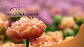  Presentation with colorful flower - Presentation consisting of close-up-of-tulip-flower background and a coral colored foreground