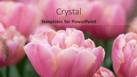  Presentation with colorful flower - Presentation with close-up-of-tulip-flower background and a coral colored foreground
