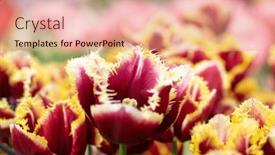  Presentation with tulip - Slides featuring close-up-of-tulip-flower background and a coral colored foreground