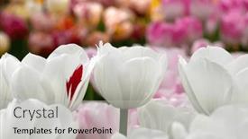 Presentation with tulip - PPT layouts consisting of close-up-of-tulip-flower background and a light gray colored foreground