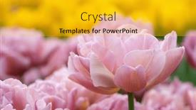  Presentation with tulip - Presentation design consisting of close-up-of-tulip-flower background and a gold colored foreground