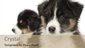  Presentation with australian - Presentation having close-up of two australian shepherd puppies 2 months old focus on foreground against white background background and a coral colored foreground