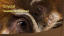  Presentation with pigs - Beautiful presentation theme featuring close-up-of-two-bush backdrop and a tawny brown colored foreground