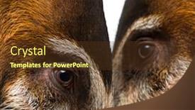  Presentation with pigs - PPT theme with close-up-of-two-bush background and a tawny brown colored foreground