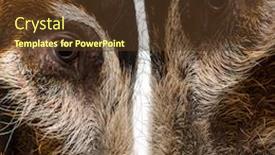  Presentation with pig - Audience pleasing PPT theme consisting of close-up-of-two-bush backdrop and a tawny brown colored foreground