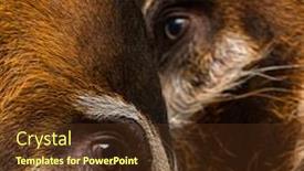  Presentation with pigs - Slides featuring close-up-of-two-bush background and a tawny brown colored foreground