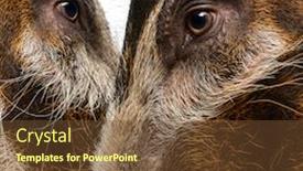  Presentation with pig - Cool new presentation theme with close-up-of-two-bush backdrop and a tawny brown colored foreground