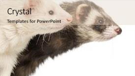  Presentation with anniversary 30 years - Colorful slide set enhanced with close-up of two ferrets backdrop and a  colored foreground