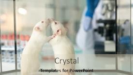  Presentation with rats - Colorful presentation theme enhanced with close-up-of-two-lab backdrop and a soft green colored foreground