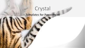  Presentation with tiger - Beautiful PPT layouts featuring close up of two months old tiger cubs tail in white studio backdrop and a light gray colored foreground