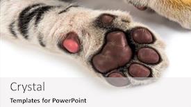  Presentation with tiger - Cool new PPT layouts with two months old tiger backdrop and a light gray colored foreground