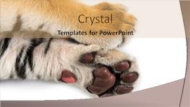  Presentation with tiger - Colorful slide deck enhanced with two months old tiger backdrop and a coral colored foreground