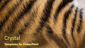  Presentation with tiger - Presentation theme with close up of two months old tiger cubs fur background and a tawny brown colored foreground