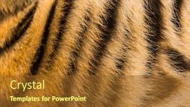  Presentation with tiger - Audience pleasing slide set consisting of close up of two months backdrop and a tawny brown colored foreground