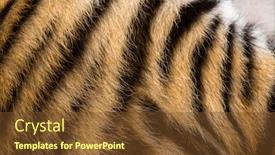  Presentation with tiger - Presentation design featuring close up of two months old tiger cubs fur background and a tawny brown colored foreground