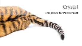  Presentation with tiger - Amazing presentation theme having close up of two months old tiger cubs tail lying against white background backdrop and a white colored foreground
