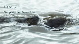  Presentation with water - Presentation design consisting of close-up-of-two-muskrats background and a  colored foreground