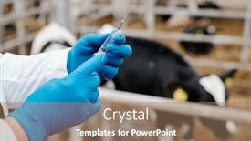  Presentation with animal cow - PPT theme with close-up-of-unrecognizable-animal background and a coral colored foreground