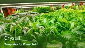  Presentation with vertical farm - PPT theme featuring close-up-of-various-sorts background and a  colored foreground