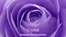  Presentation with blue rose - Audience pleasing theme consisting of roses blue - close up of violet rose backdrop and a violet colored foreground