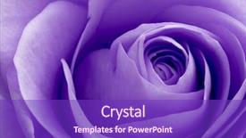 Presentation with tiger orchid close up petal - Slide deck featuring close up of violet rose background and a violet colored foreground