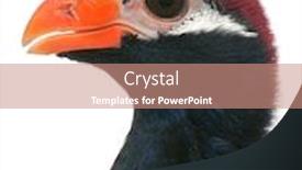  Presentation with background - Beautiful PPT theme featuring close-up-of-violet-turaco backdrop and a coral colored foreground