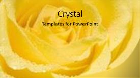  Presentation with rose yellow - Presentation consisting of close-up of water droplets background and a yellow colored foreground