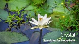  Presentation with lotus - Presentation featuring close-up-of-waterlily-lotus and a ocean colored foreground