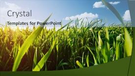  Presentation with wheat growing - Beautiful presentation theme featuring close-up-of-wheat-seedlings backdrop and a light blue colored foreground