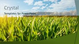  Presentation with wheat growing - Cool new presentation design with close-up-of-wheat-seedlings backdrop and a light blue colored foreground