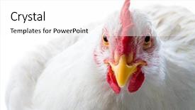  Presentation with chicken - Presentation theme enhanced with close-up of white chicken background and a white colored foreground