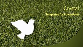  Presentation with white dove - PPT theme having close-up-of-white-dove background and a tawny brown colored foreground