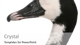  Presentation with duck - Slide deck consisting of close-up-of-white-faced background and a white colored foreground