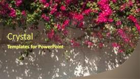  Presentation with bougainvillea - Amazing slide set having close-up-of-white-grunge backdrop and a  colored foreground
